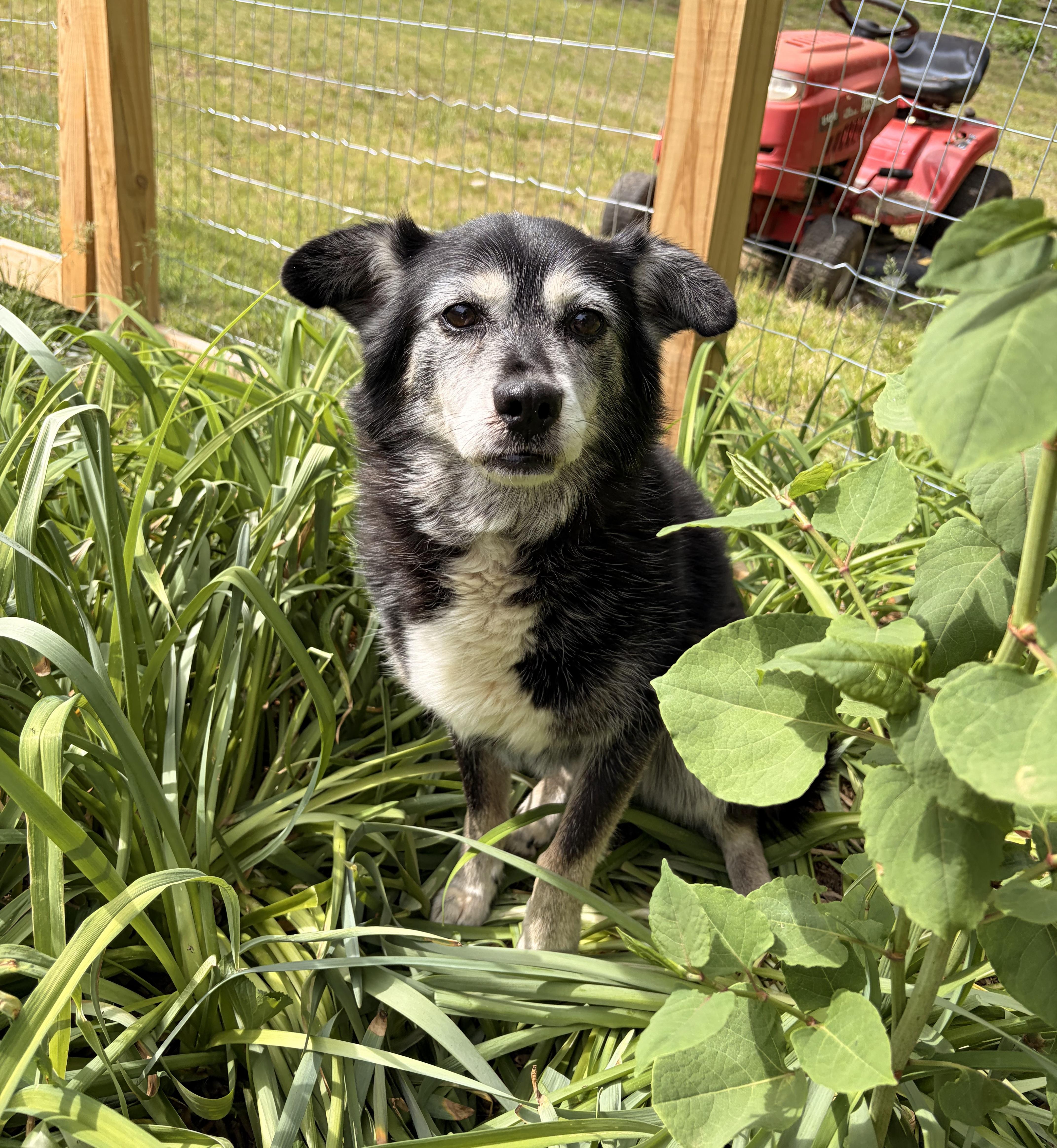 Shay Shay, adopted, Senior Female Border Collie.