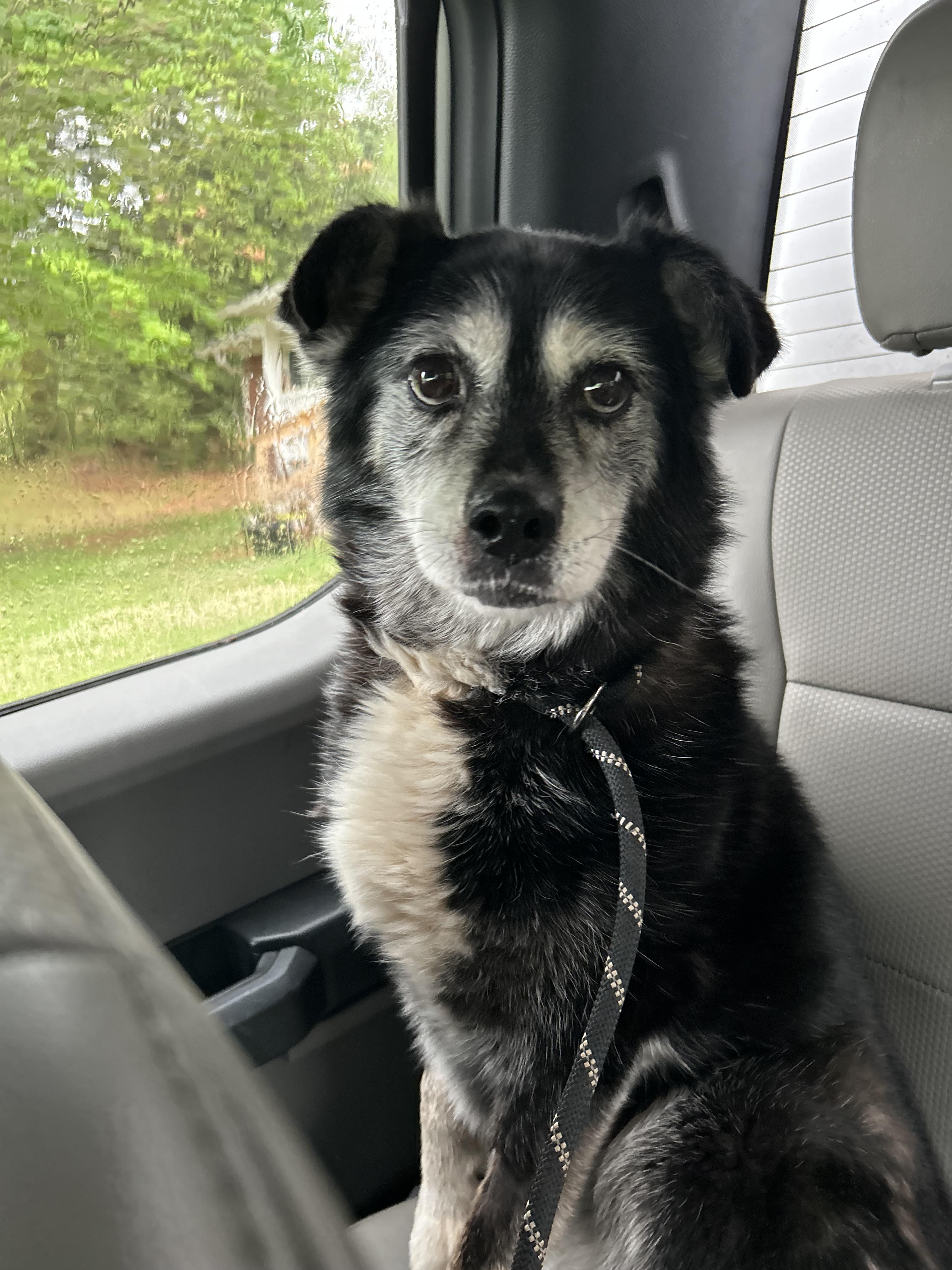 Enlarge Shay Shay, an adopted mixed breed in Gardiner, NY image 6/6