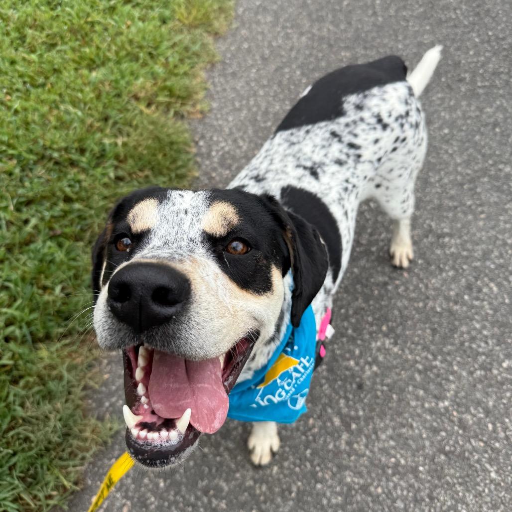 Chestnut, Adoptable, Adult Male Hound & Mixed Breed.
