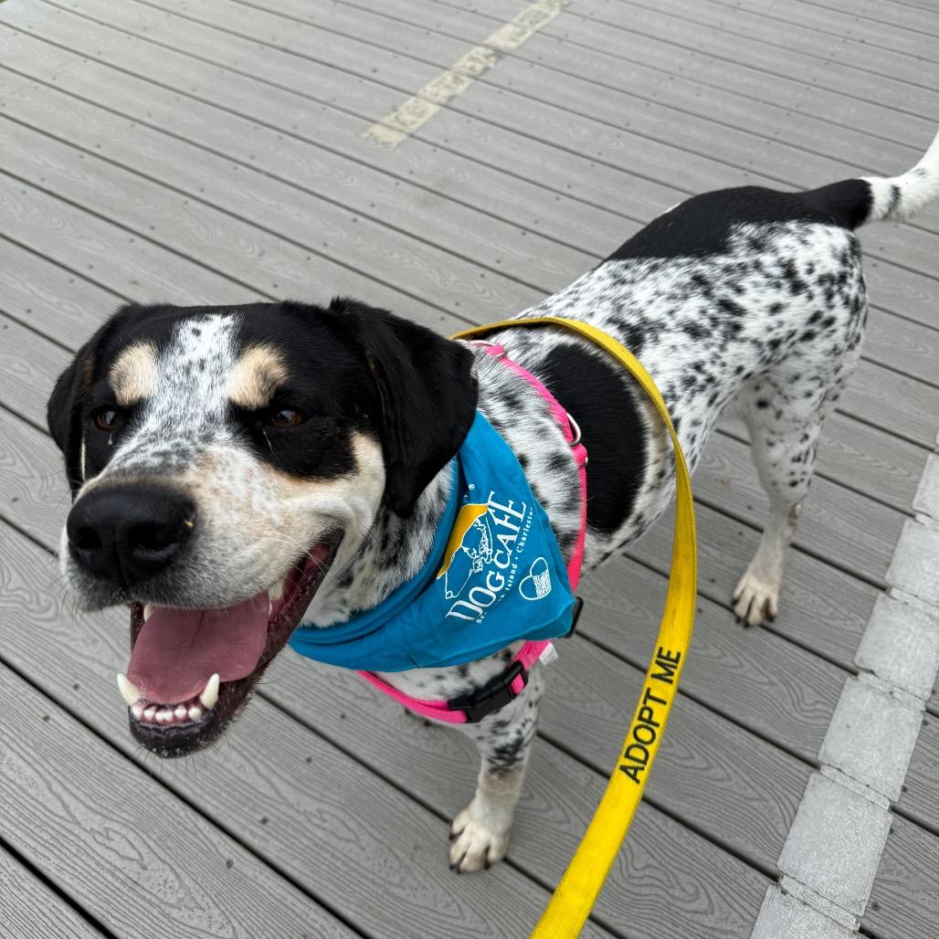 Chestnut, Adoptable, Adult Male Hound.