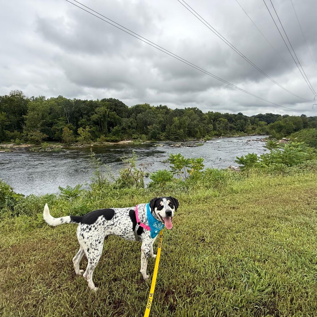 Enlarge Chestnut, a Adoptable mixed breed in Falls Church, VA image 2/6