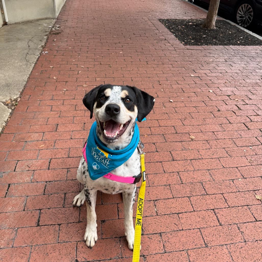 Enlarge Chestnut, a Adoptable mixed breed in Falls Church, VA image 3/6