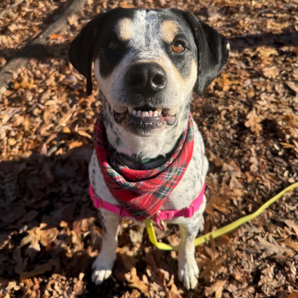 Enlarge Chestnut, a Adoptable mixed breed in Falls Church, VA image 5/6