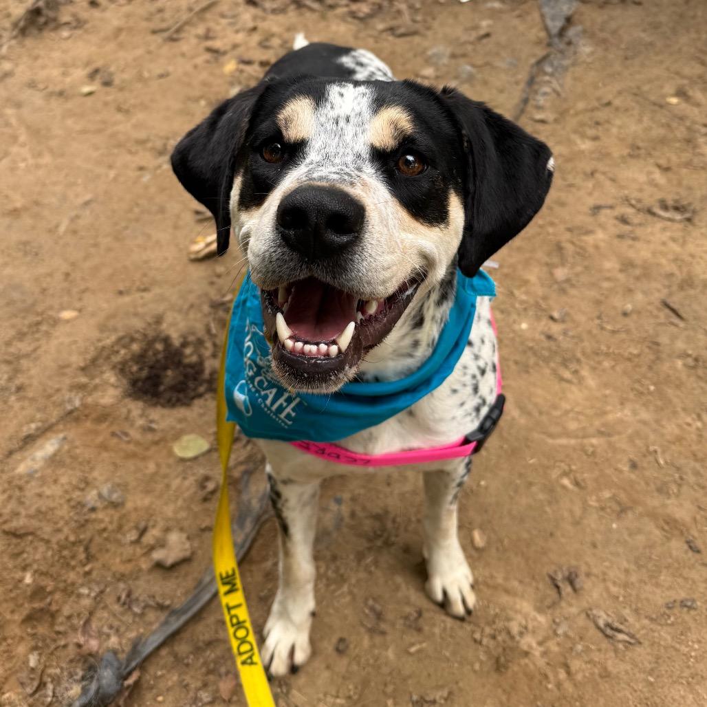 Enlarge Chestnut, a Adoptable mixed breed in Falls Church, VA image 6/6