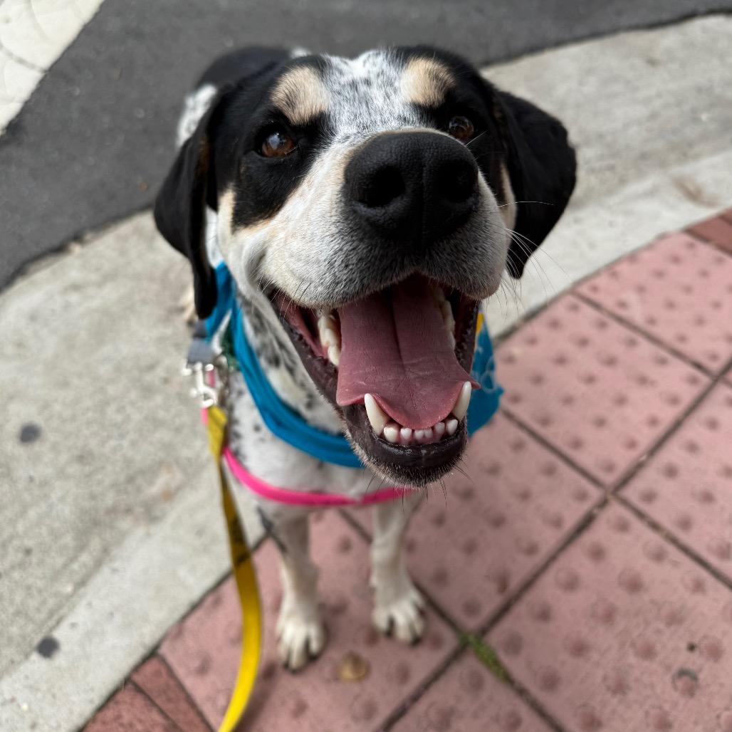 Chestnut, a Adoptable mixed breed in Falls Church, VA image 6/6