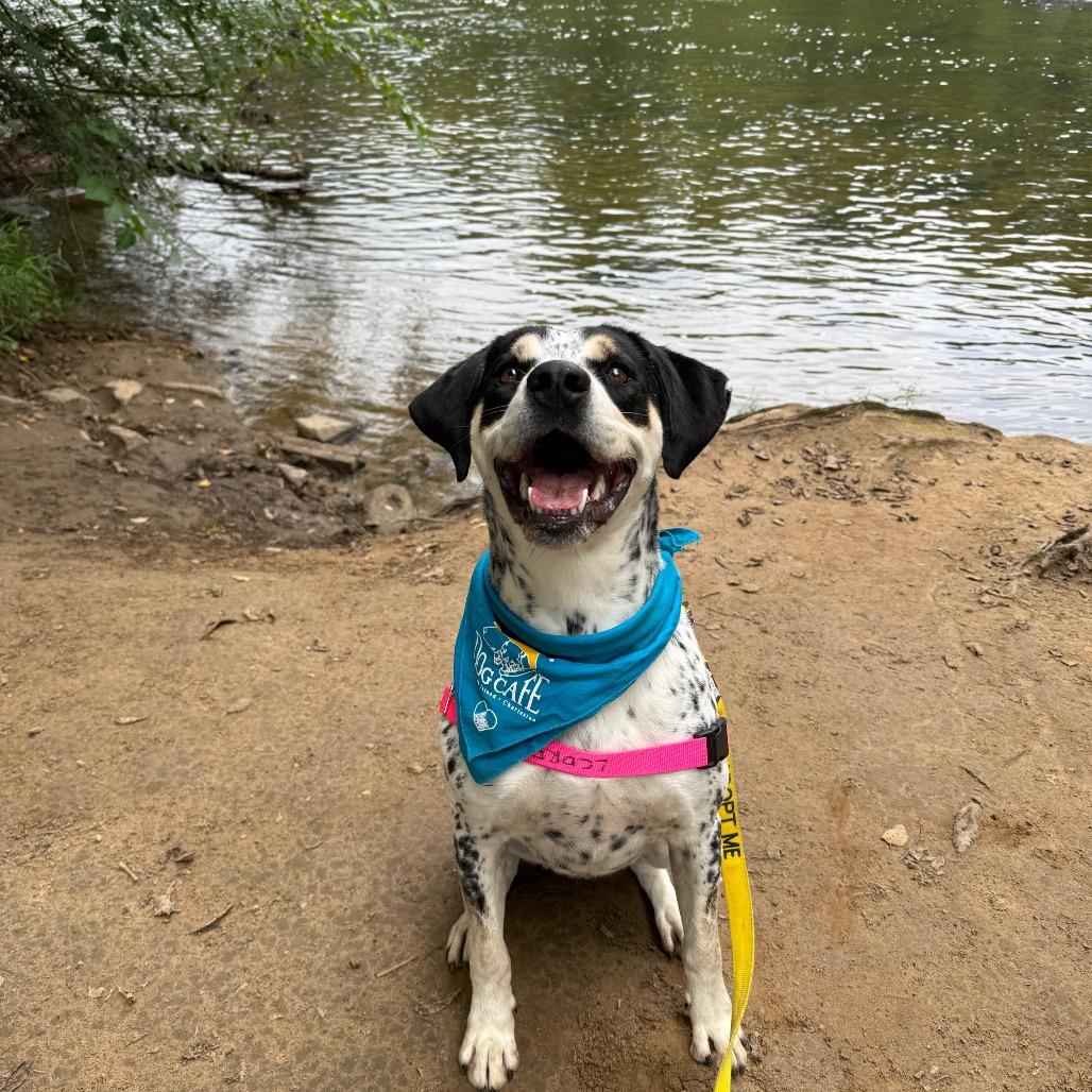 Enlarge Chestnut, a Adoptable mixed breed in Falls Church, VA image 6/6