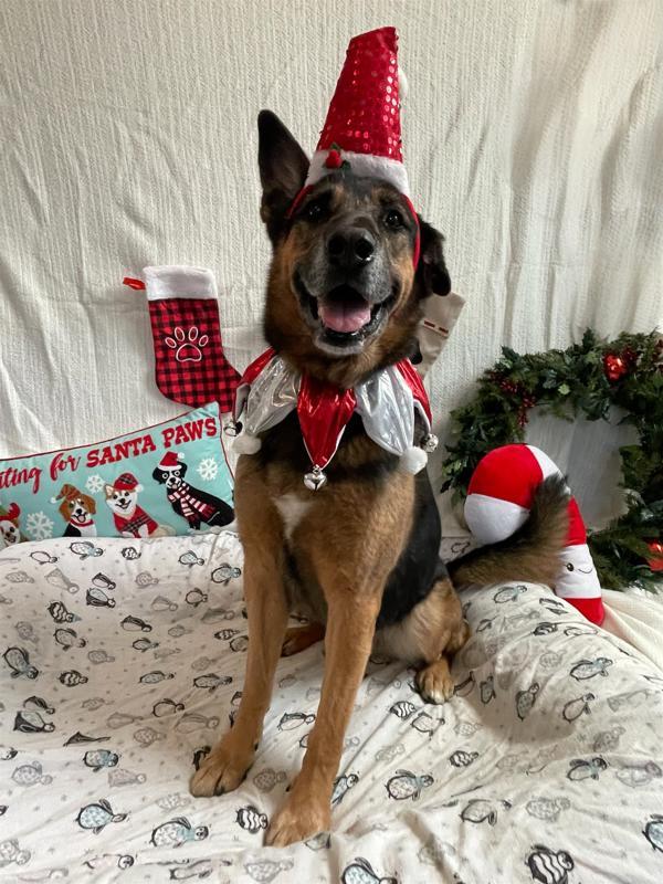 Enlarge Chance, a Adoptable German Shepherd Dog in Oakland, NJ image 1/6