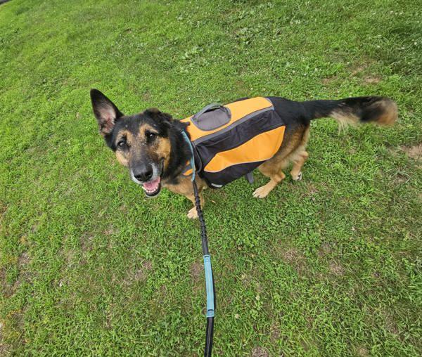 Enlarge Chance, a Adoptable German Shepherd Dog in Oakland, NJ image 2/6