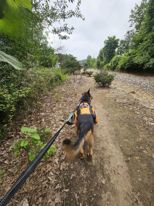Enlarge Chance, a Adoptable German Shepherd Dog in Oakland, NJ image 3/6