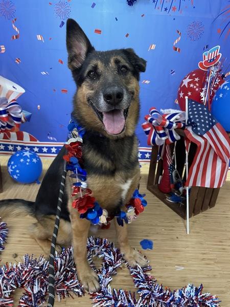 Enlarge Chance, a Adoptable German Shepherd Dog in Oakland, NJ image 4/6