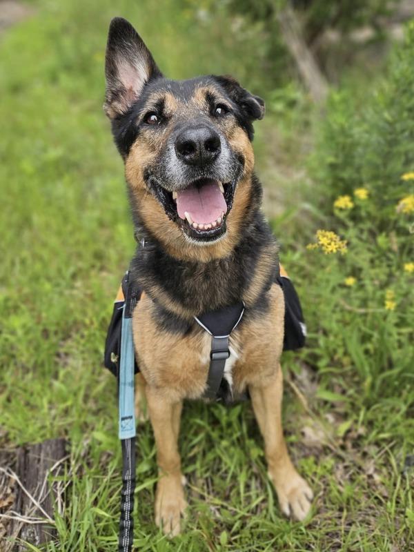 Enlarge Chance, a Adoptable German Shepherd Dog in Oakland, NJ image 5/6