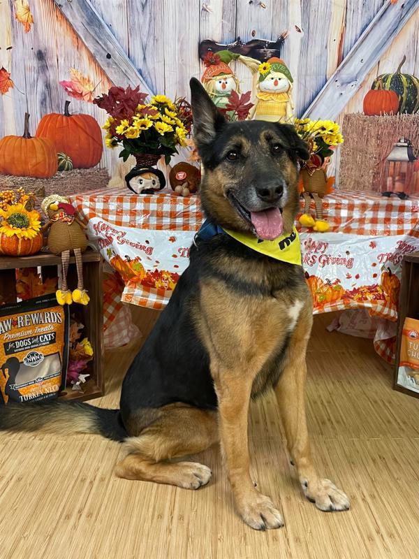 Enlarge Chance, a Adoptable German Shepherd Dog in Oakland, NJ image 6/6