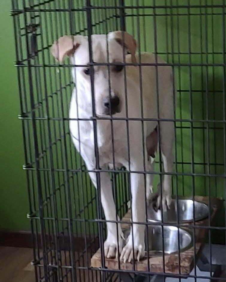 Autumn, a Adoptable Labrador Retriever in Rockland, WI image 2/2