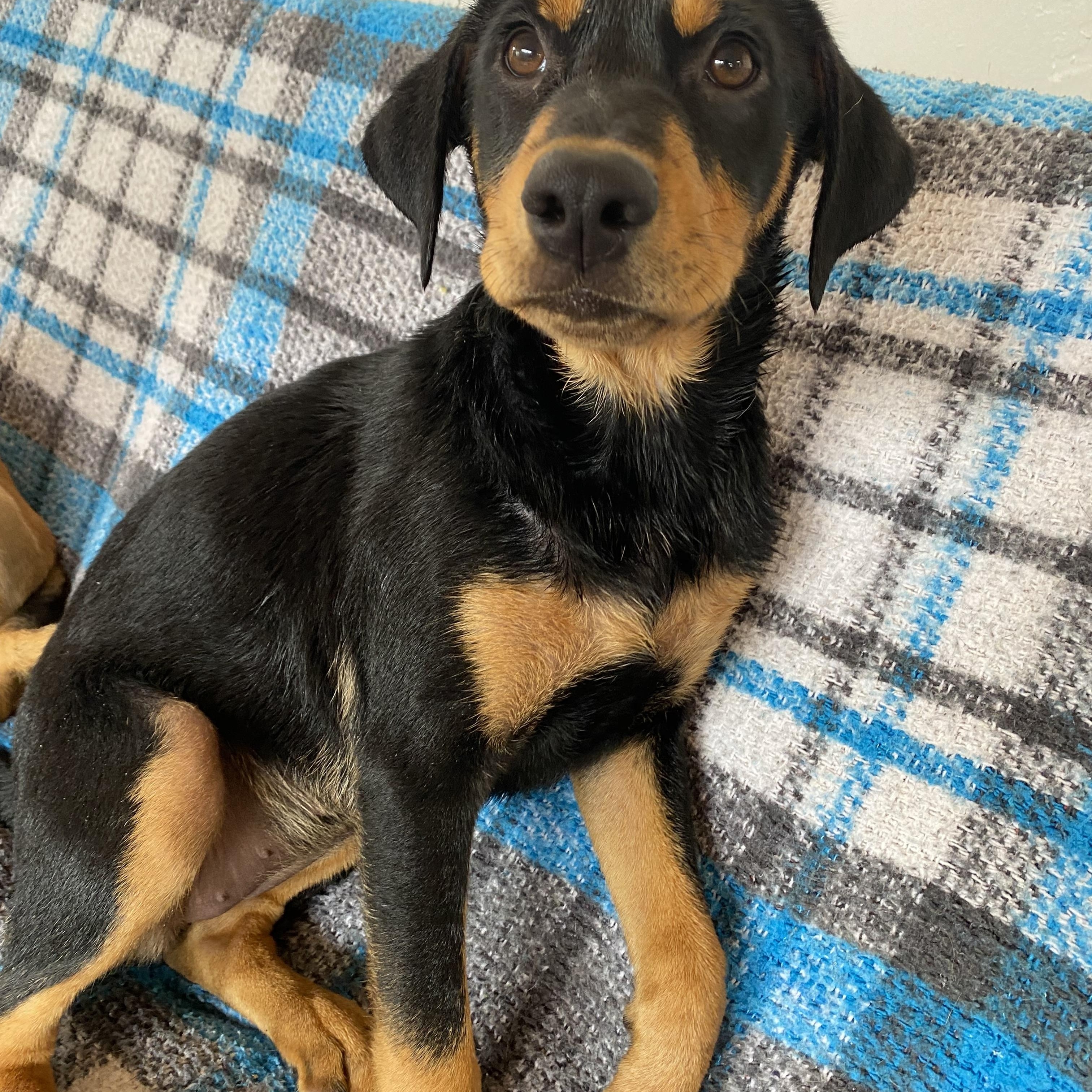 Enlarge Rivvie, a Adoptable mixed breed in San Diego, CA image 3/6