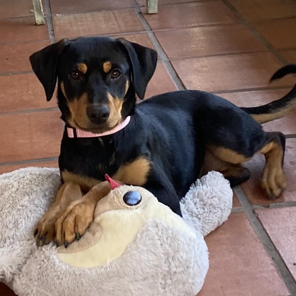 Enlarge Rivvie, a Adoptable mixed breed in San Diego, CA image 2/6