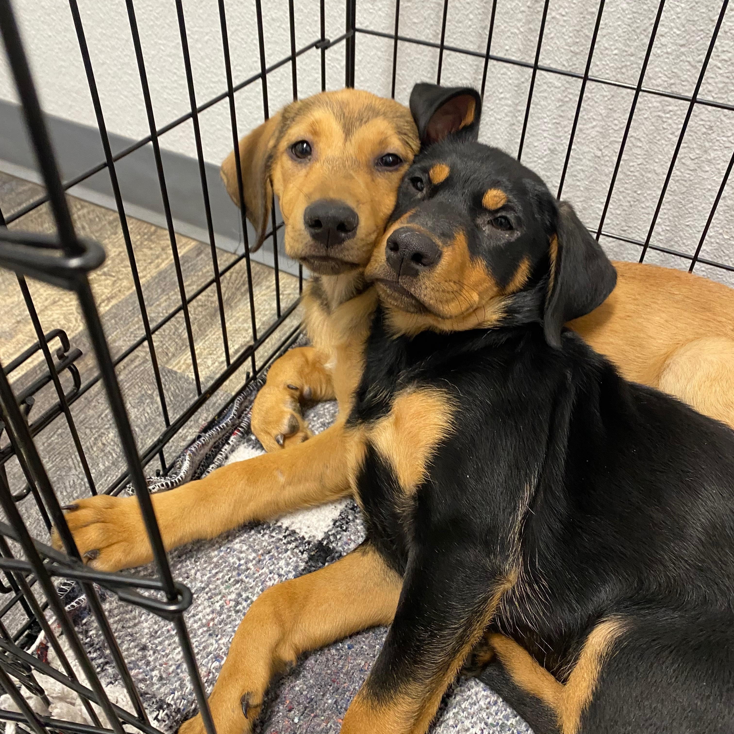 Enlarge Rivvie, a Adoptable mixed breed in San Diego, CA image 5/6