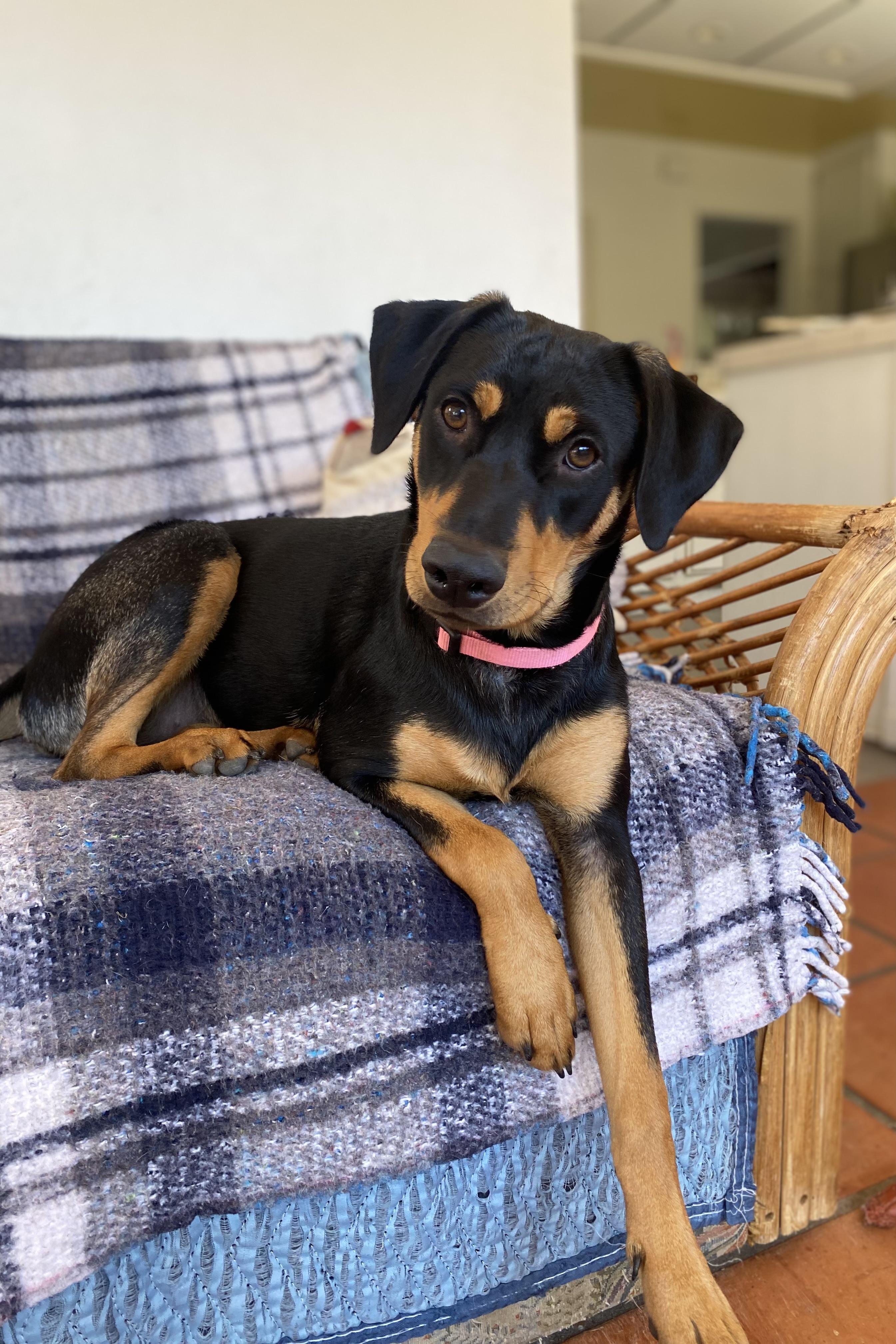 Enlarge Rivvie, a Adoptable mixed breed in San Diego, CA image 1/6