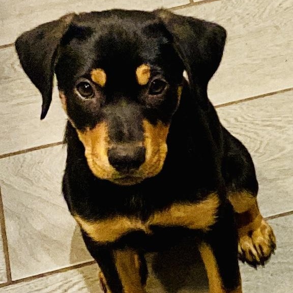 Enlarge Rivvie, a Adoptable mixed breed in San Diego, CA image 4/6