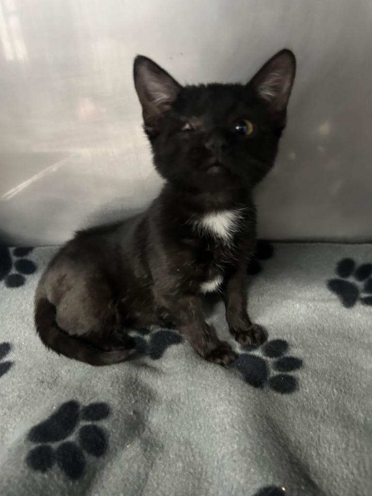 Yancy, Adopted, Kitten Female Domestic Short Hair.