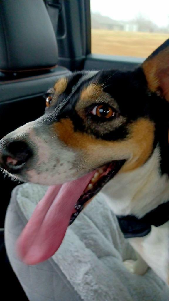 Becky, Adopted, Young Female Corgi.