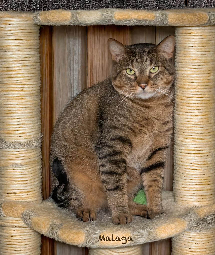 Malaga, Adoptable, Young Male Domestic Short Hair.