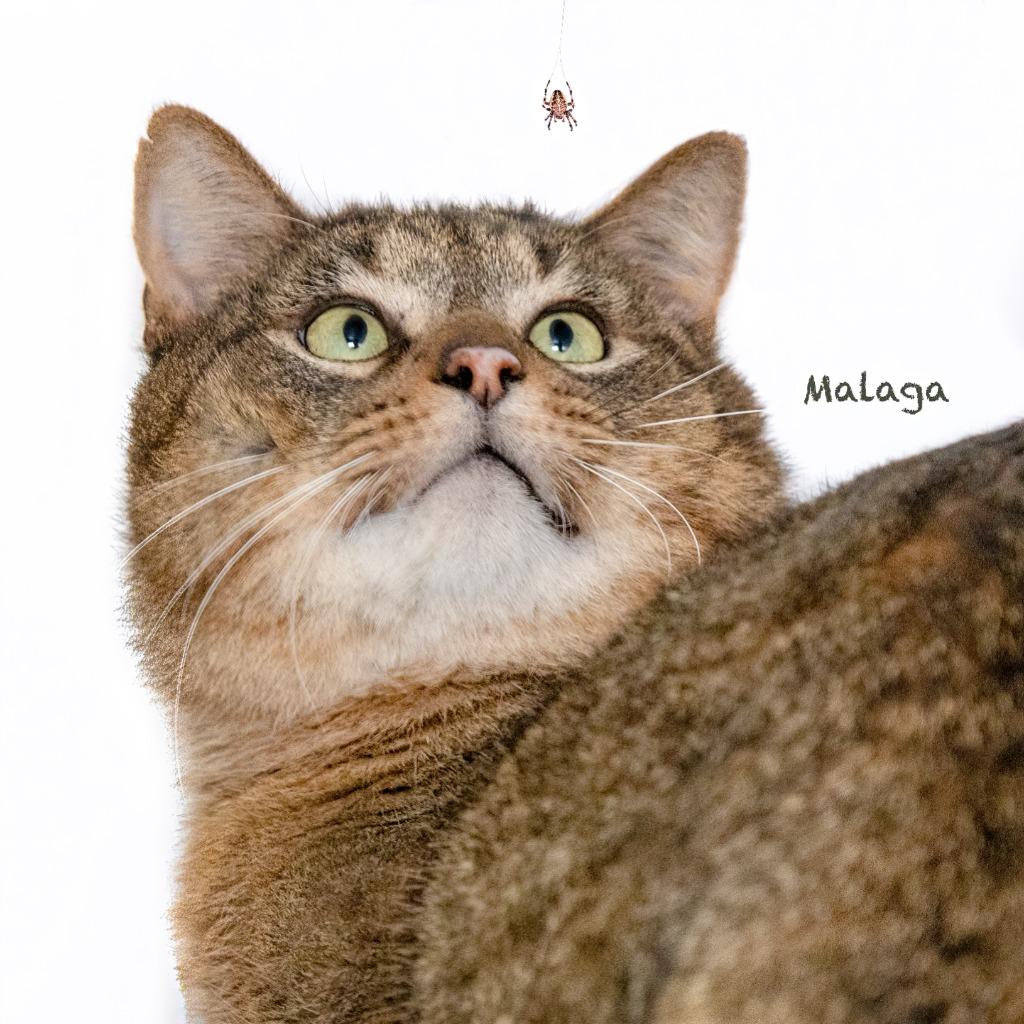 Enlarge Malaga, a Adoptable mixed breed in Hot Springs Village, AR image 1/1
