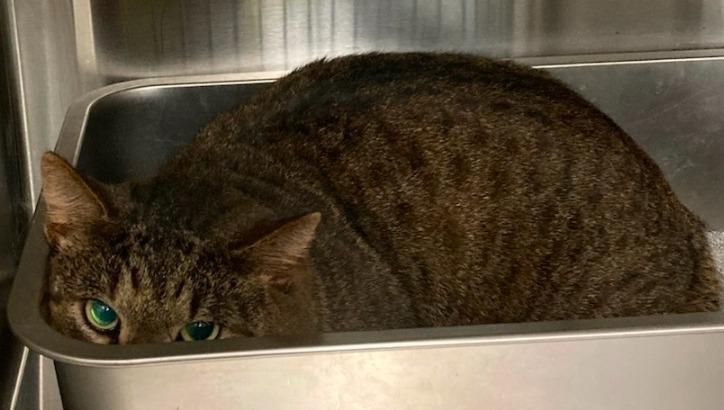 Enlarge Malaga, a Adoptable mixed breed in Hot Springs Village, AR image 1/1