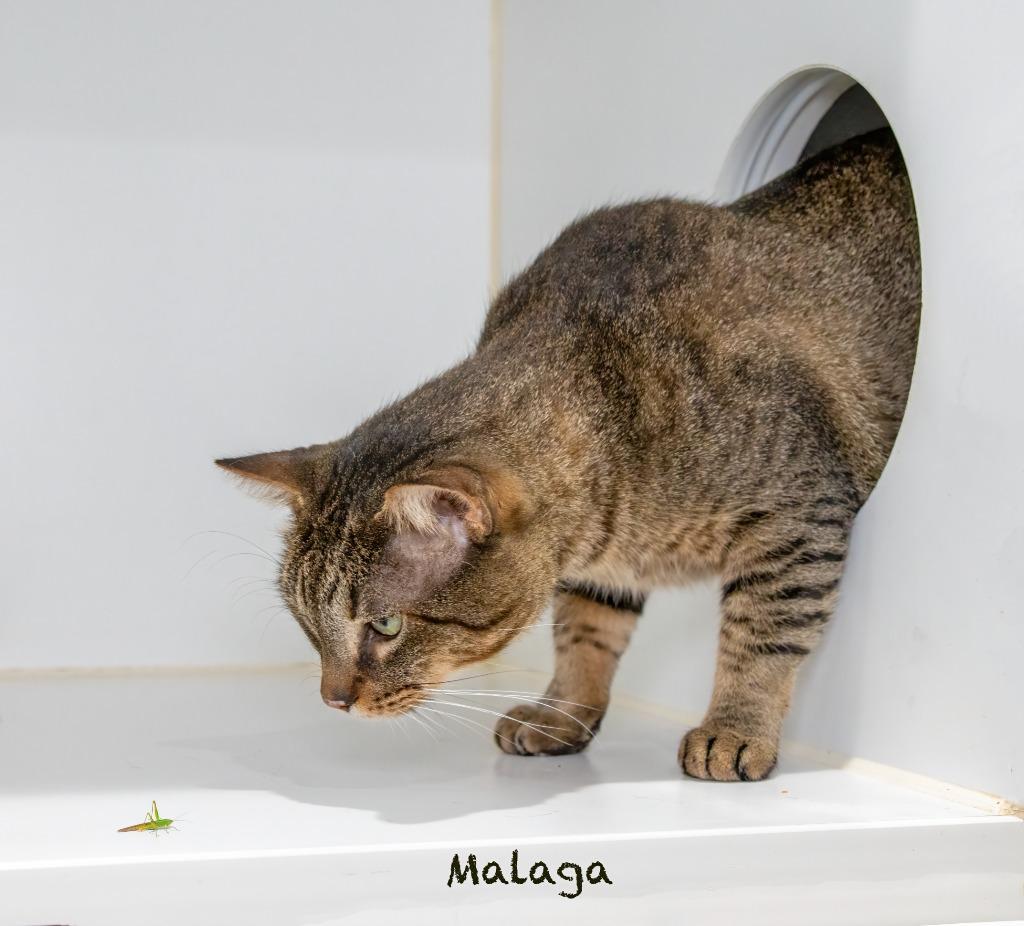 Enlarge Malaga, a Adoptable mixed breed in Hot Springs Village, AR image 3/3