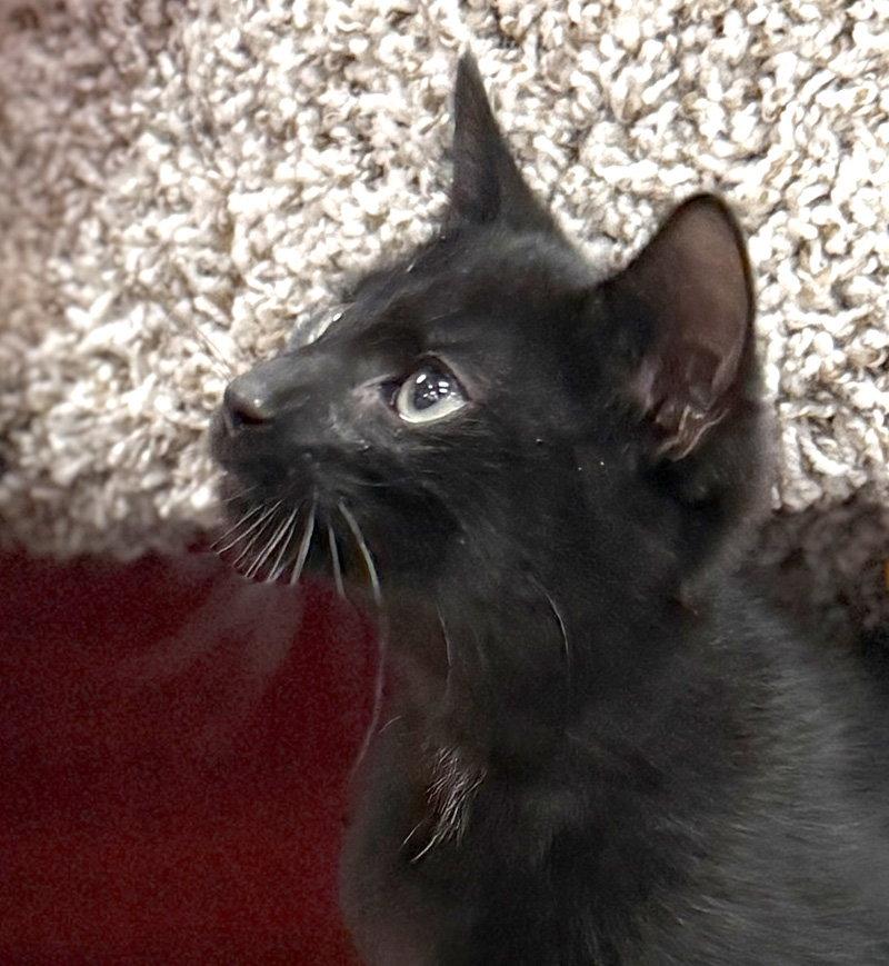 Merlin, Adoptable, Kitten Male Domestic Short Hair.