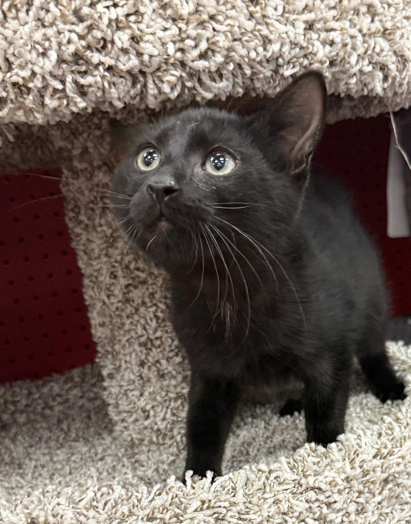 Enlarge Merlin, a Adoptable Domestic Short Hair in Ventura, CA image 2/3