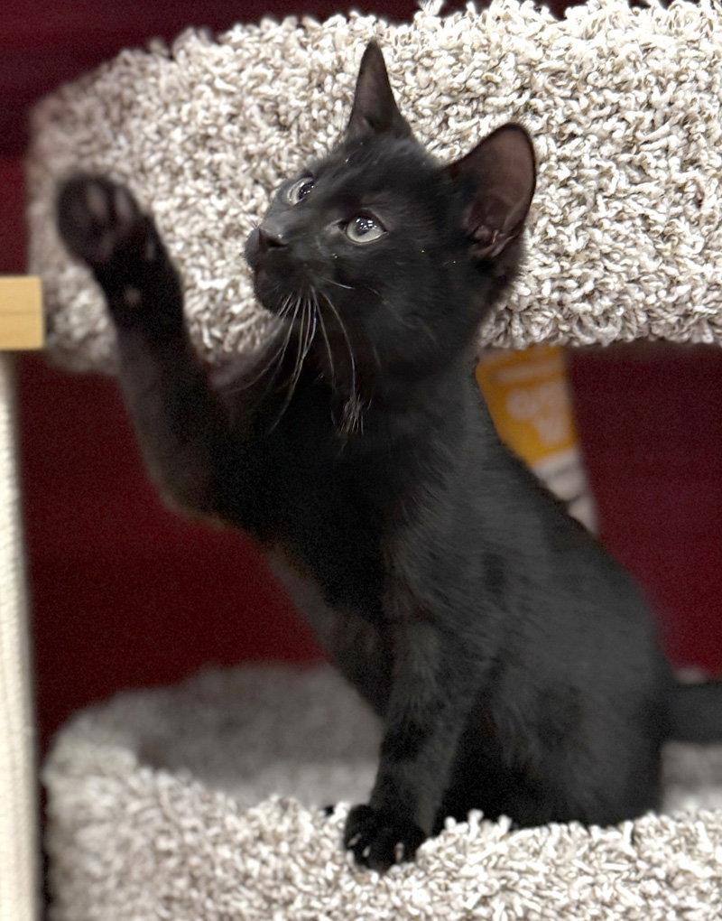 Enlarge Merlin, a Adoptable Domestic Short Hair in Ventura, CA image 3/3
