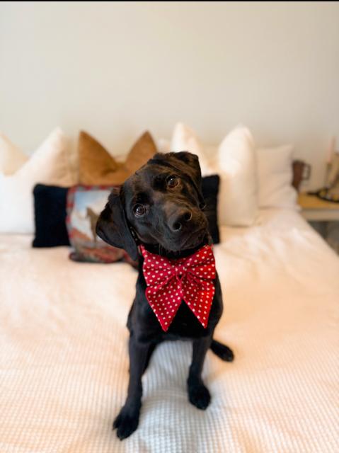 Poppy, a Adopted Labrador Retriever in Midway, UT image 1/2