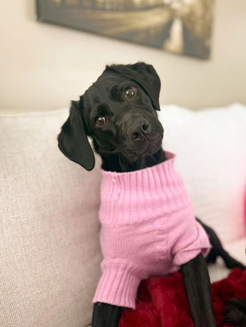Poppy, a Adopted Labrador Retriever in Midway, UT image 2/2