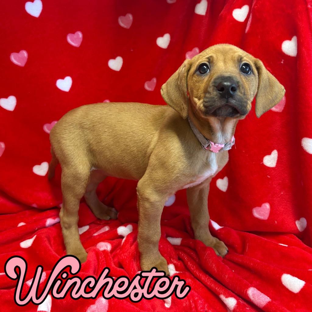 Enlarge Winchester, a Adoptable mixed breed in Hillsboro, OH image 1/2