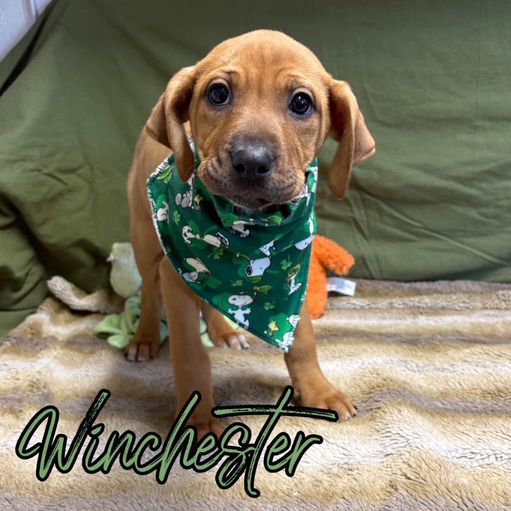 Enlarge Winchester, a Adoptable mixed breed in Hillsboro, OH image 2/2