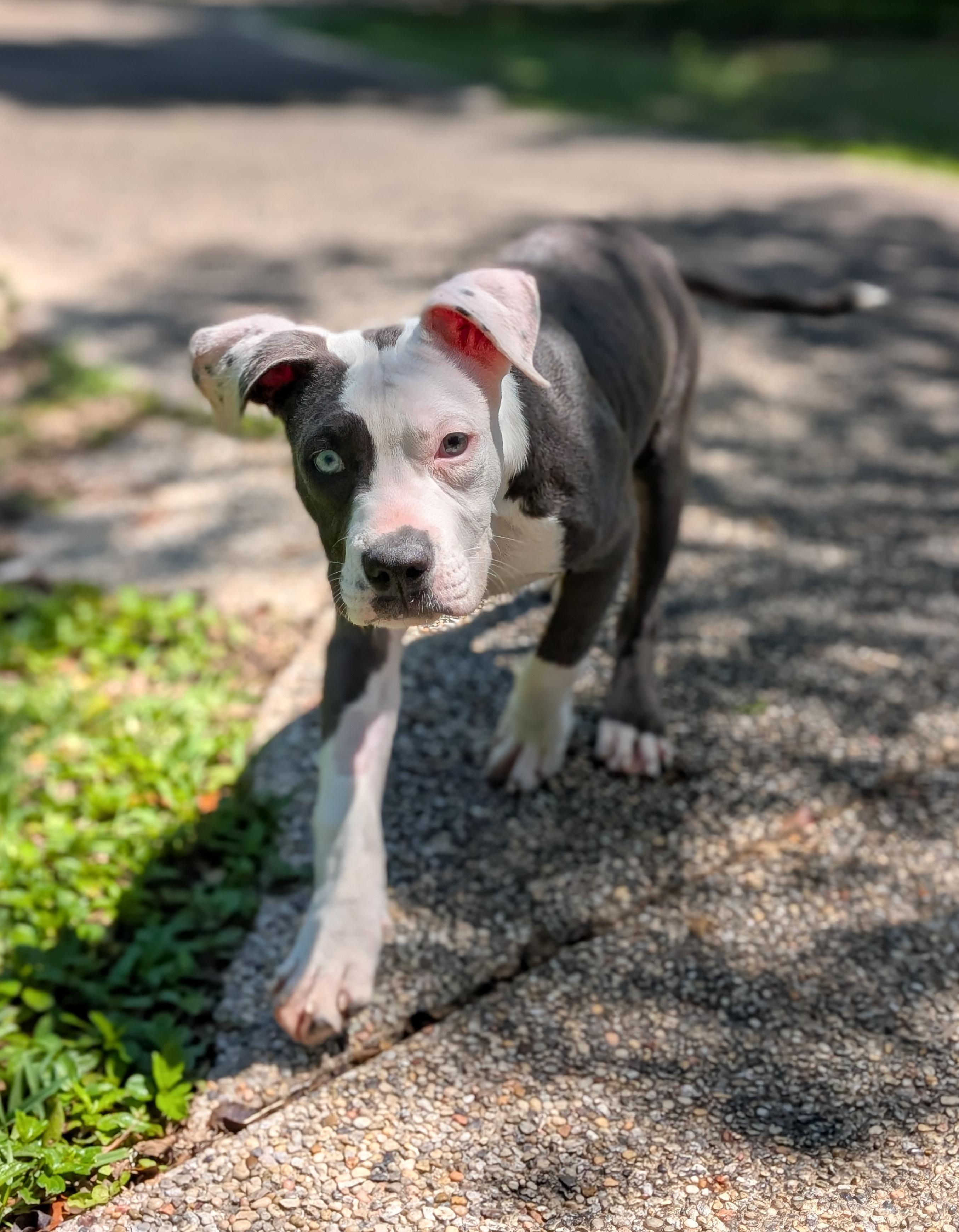 Bucee, an adopted mixed breed in Pass Christian, MS image 5/6