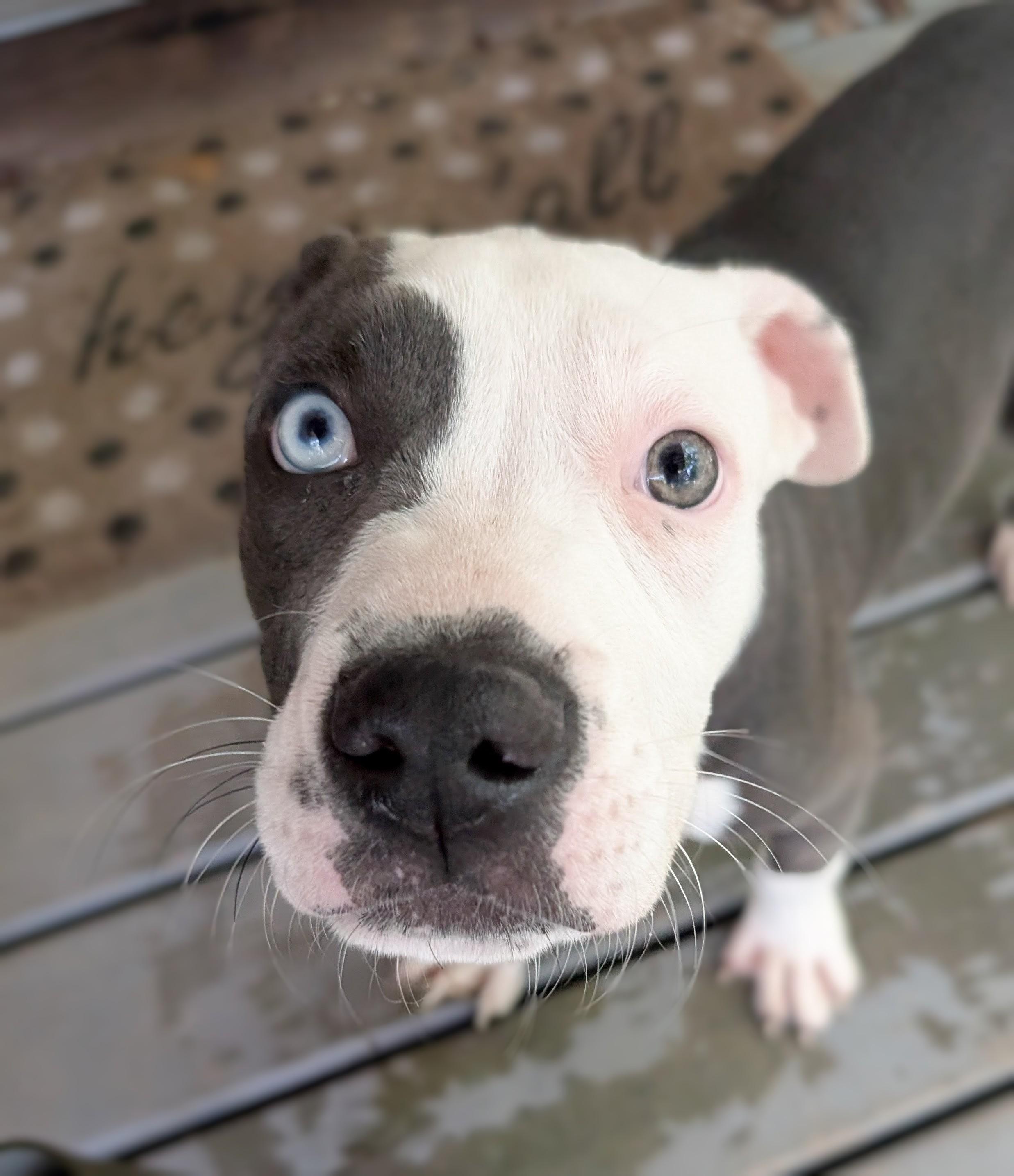 Bucee, an adopted mixed breed in Pass Christian, MS image 3/6