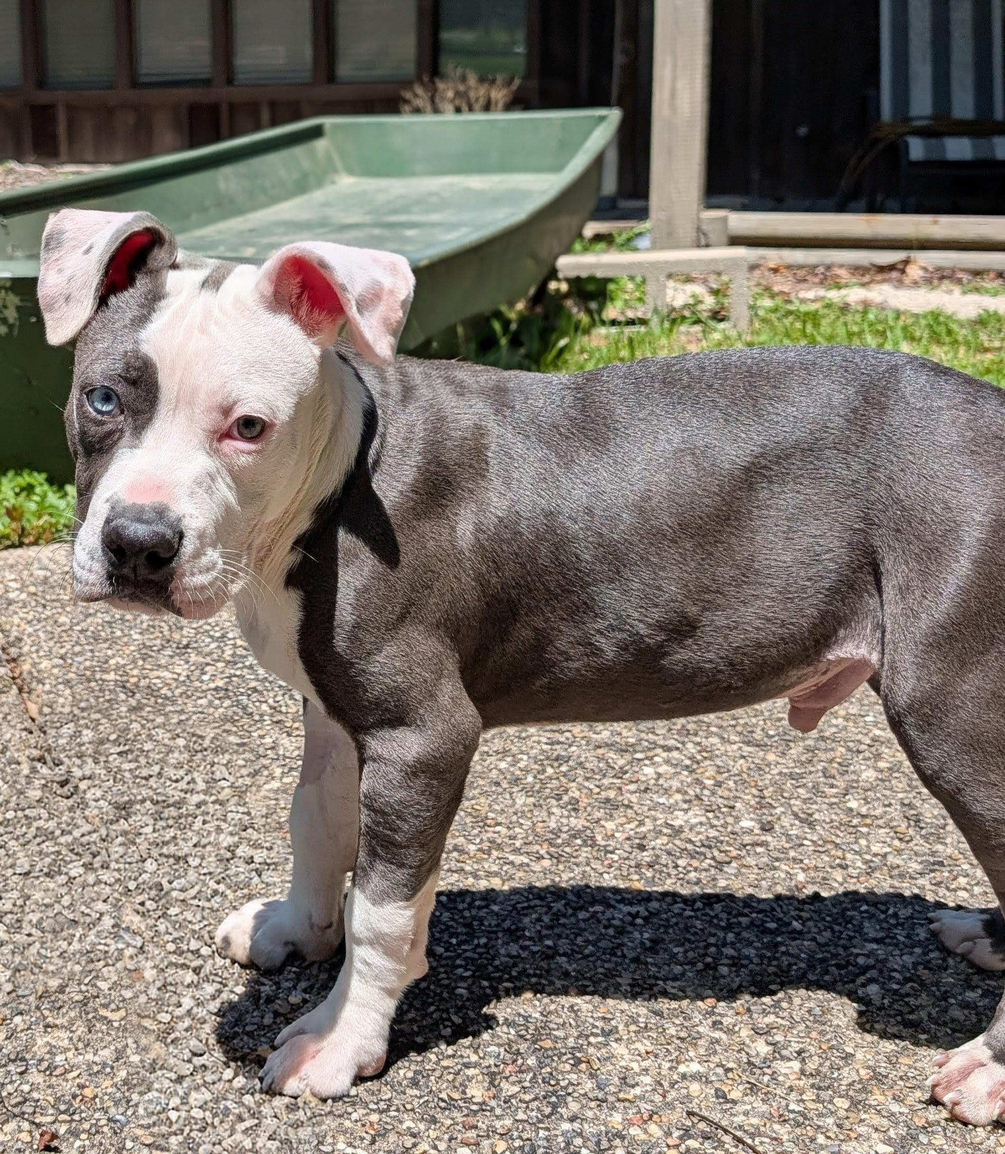 Bucee, an adopted mixed breed in Pass Christian, MS image 2/6