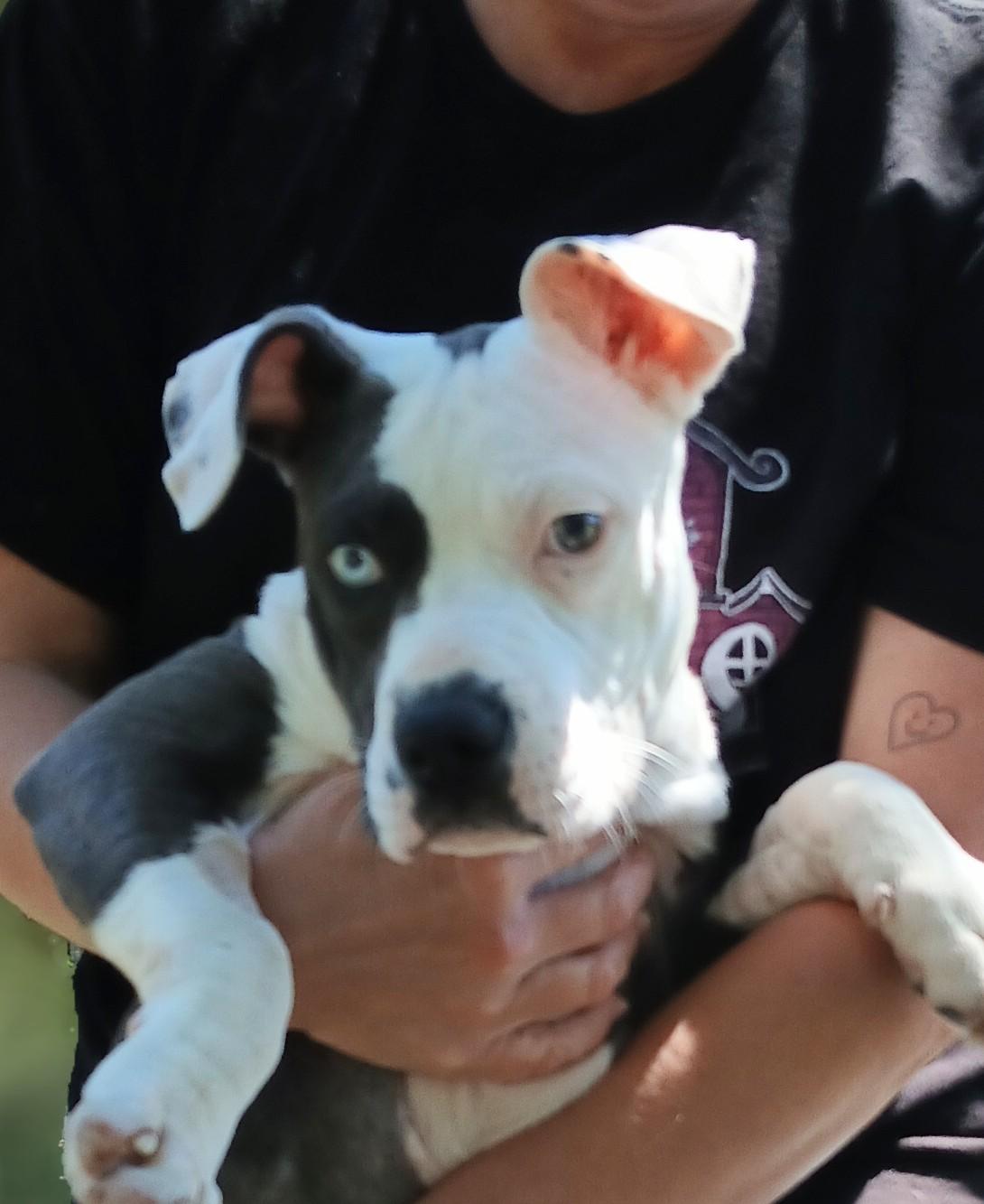 Bucee, adopted, Puppy Male American Bulldog & Great Dane.