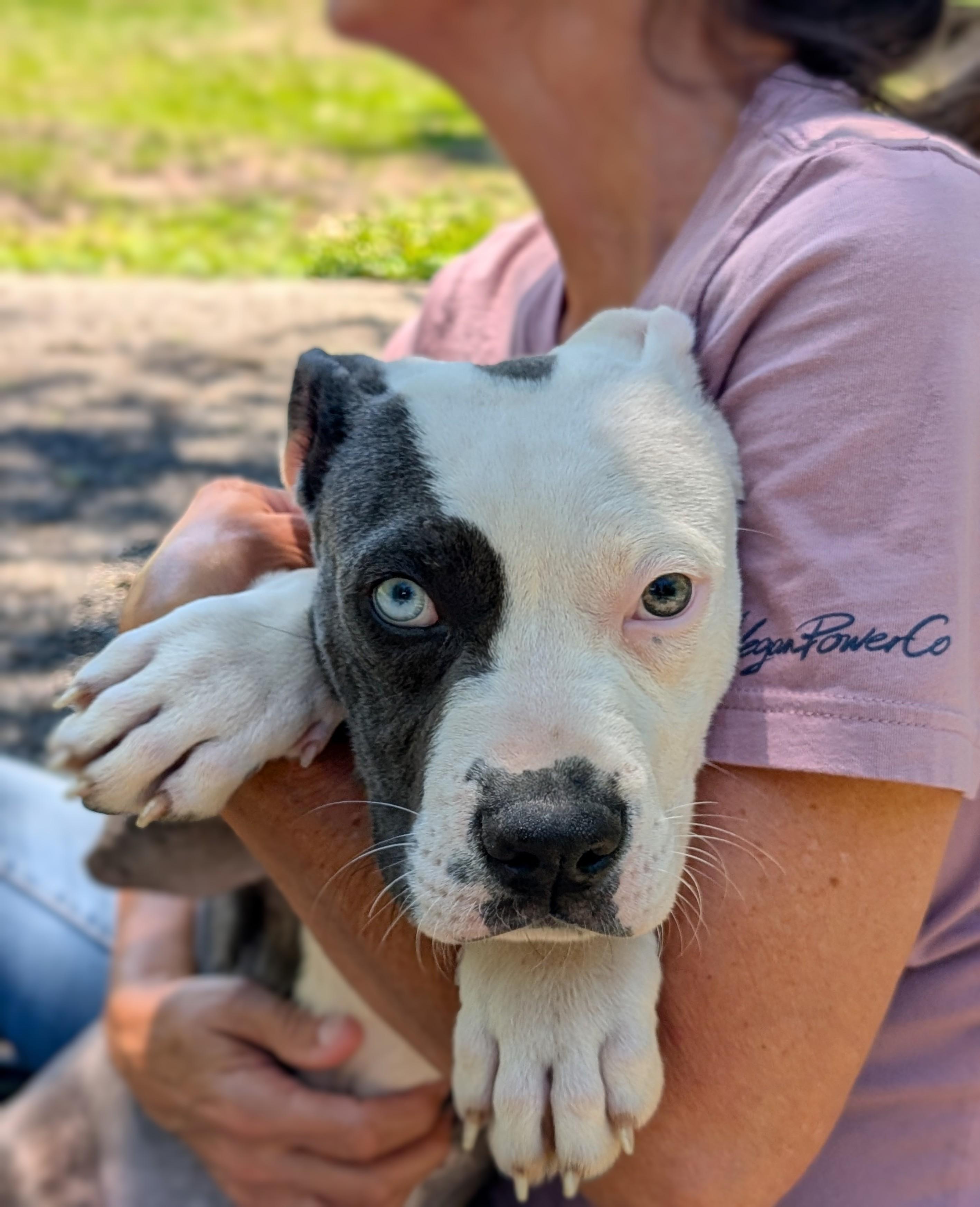 Bucee, an adopted mixed breed in Pass Christian, MS image 4/6