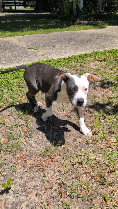 Enlarge Bucee, an adopted mixed breed in Pass Christian, MS video 6/6