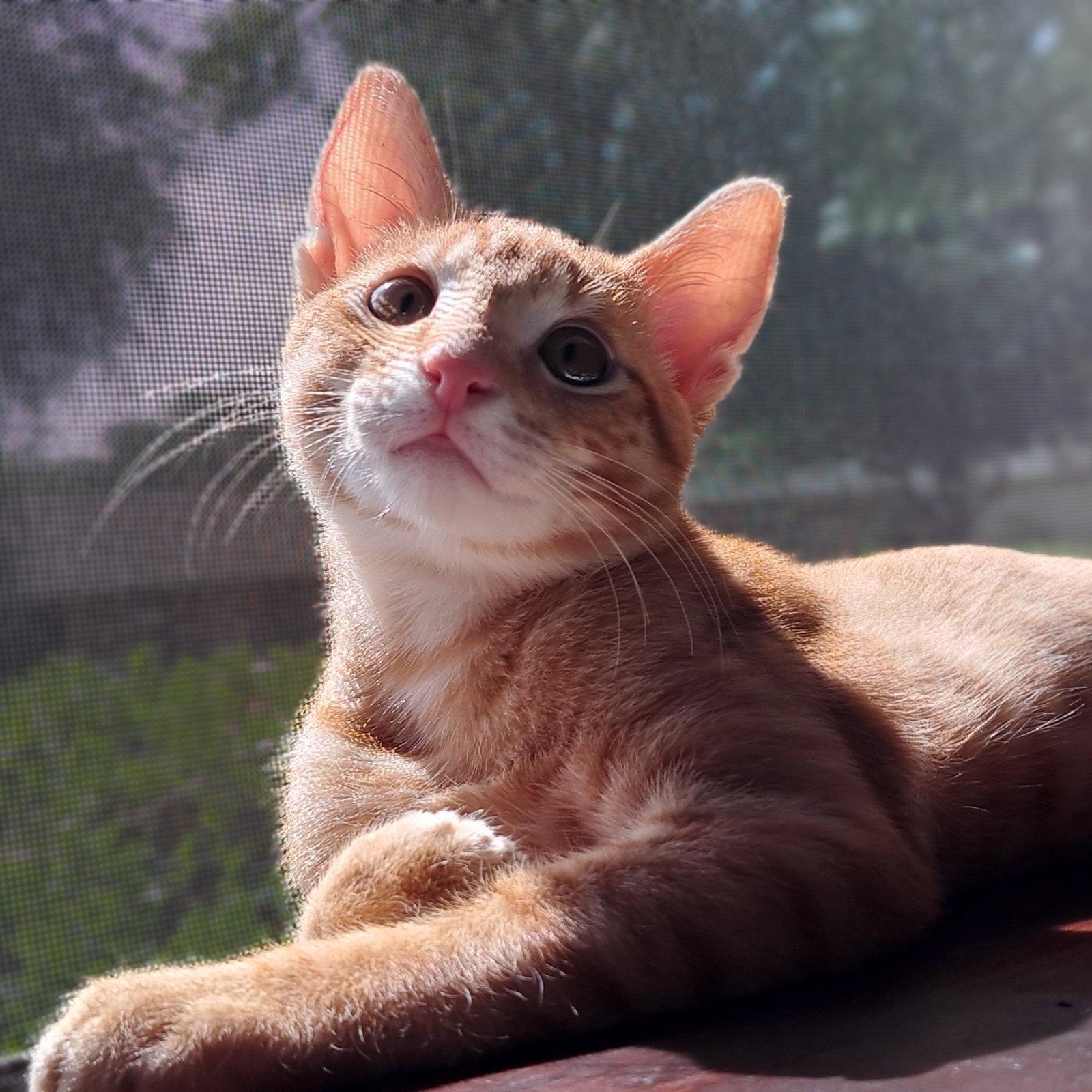 Nikoli, Adoptable, Kitten Male Tabby & Domestic Short Hair.