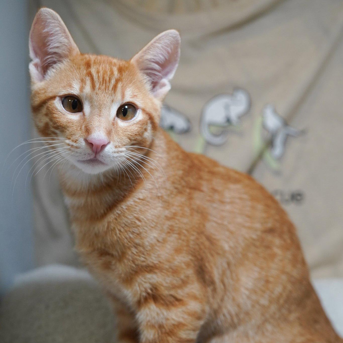 Nikoli, a Adoptable mixed breed in Garland, TX image 2/3