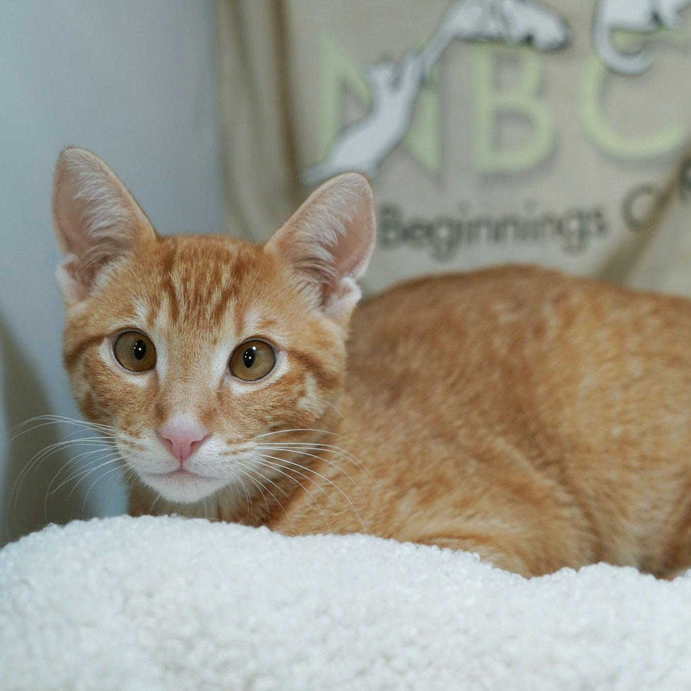 Nikoli, a Adoptable mixed breed in Garland, TX image 3/3