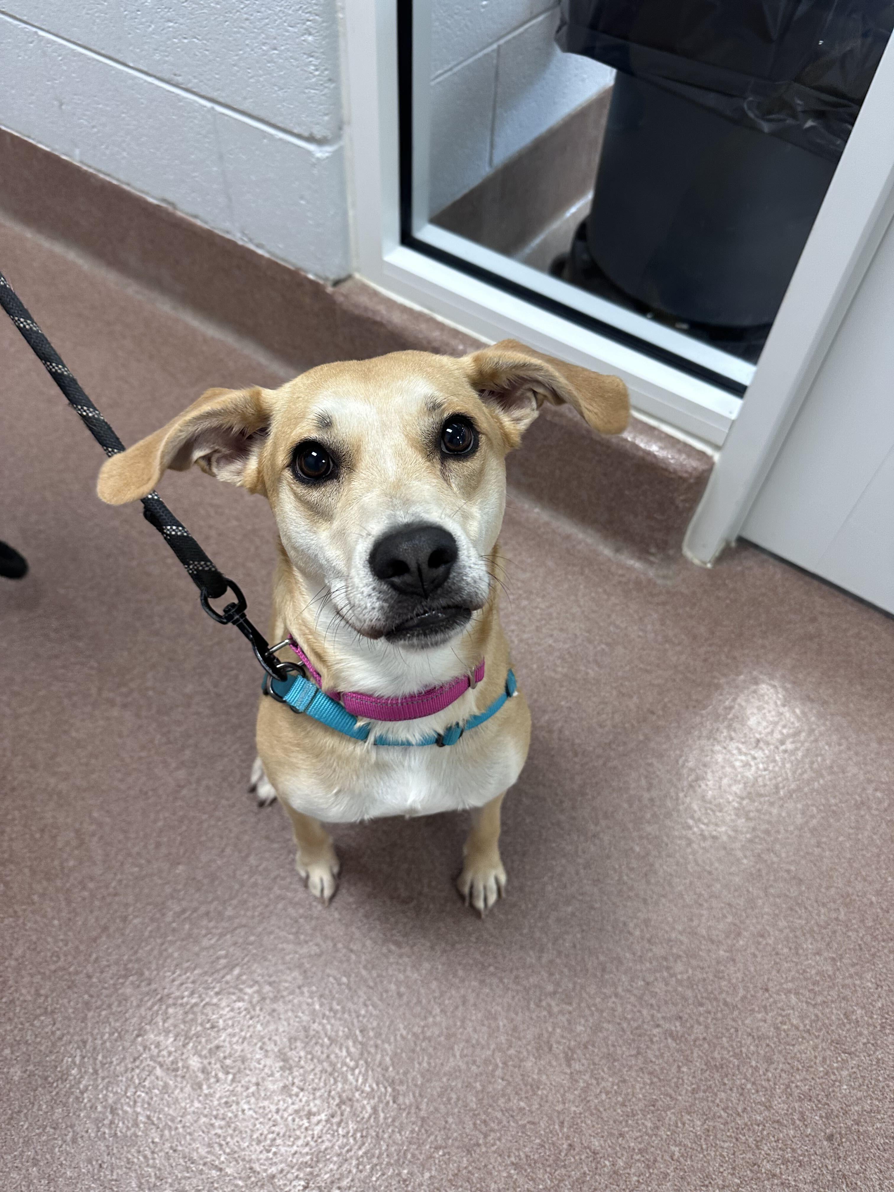 Chicken Nugget, an adopted mixed breed in Maidens, VA image 1/2
