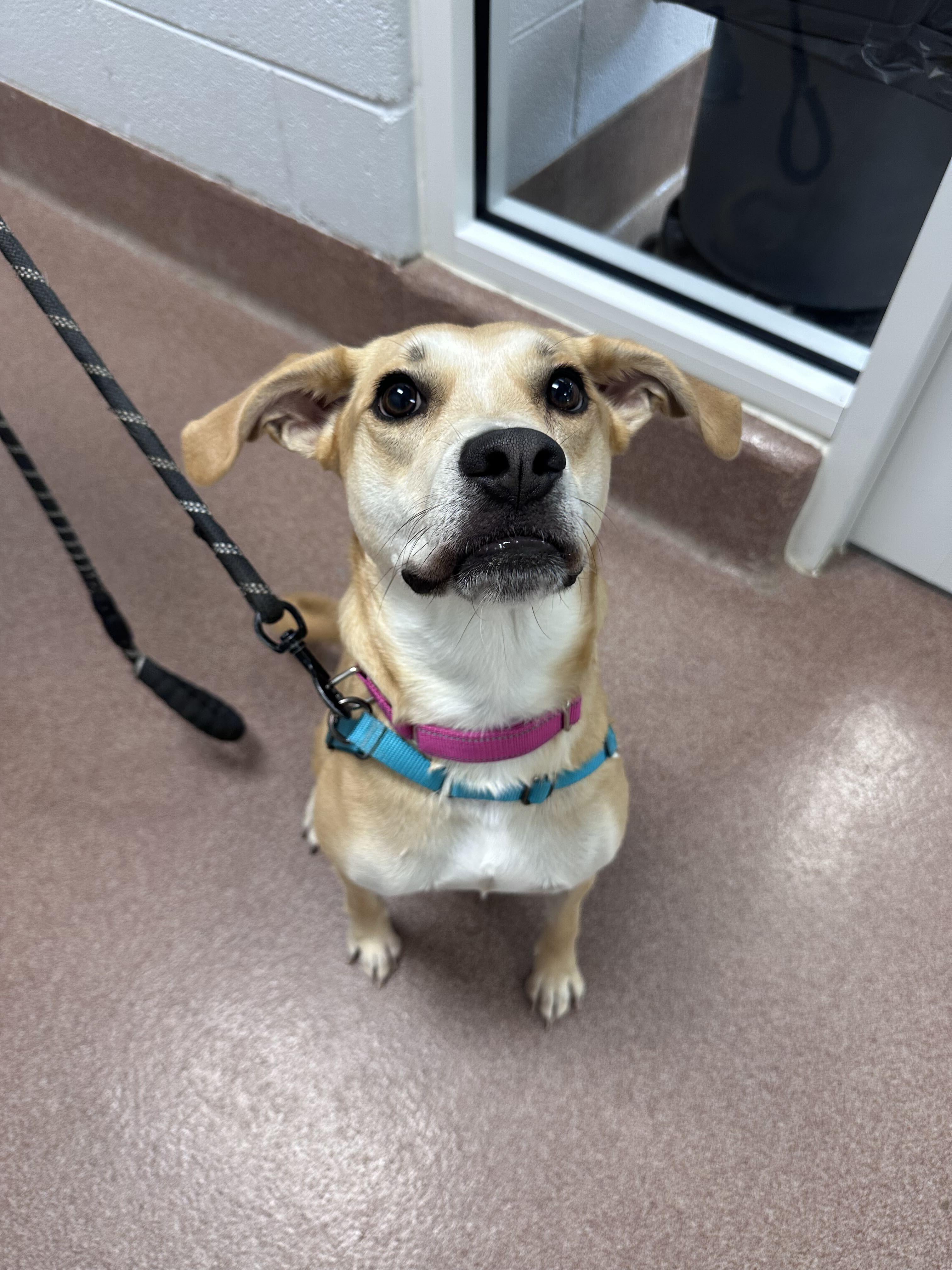 Chicken Nugget, an adopted mixed breed in Maidens, VA image 2/2