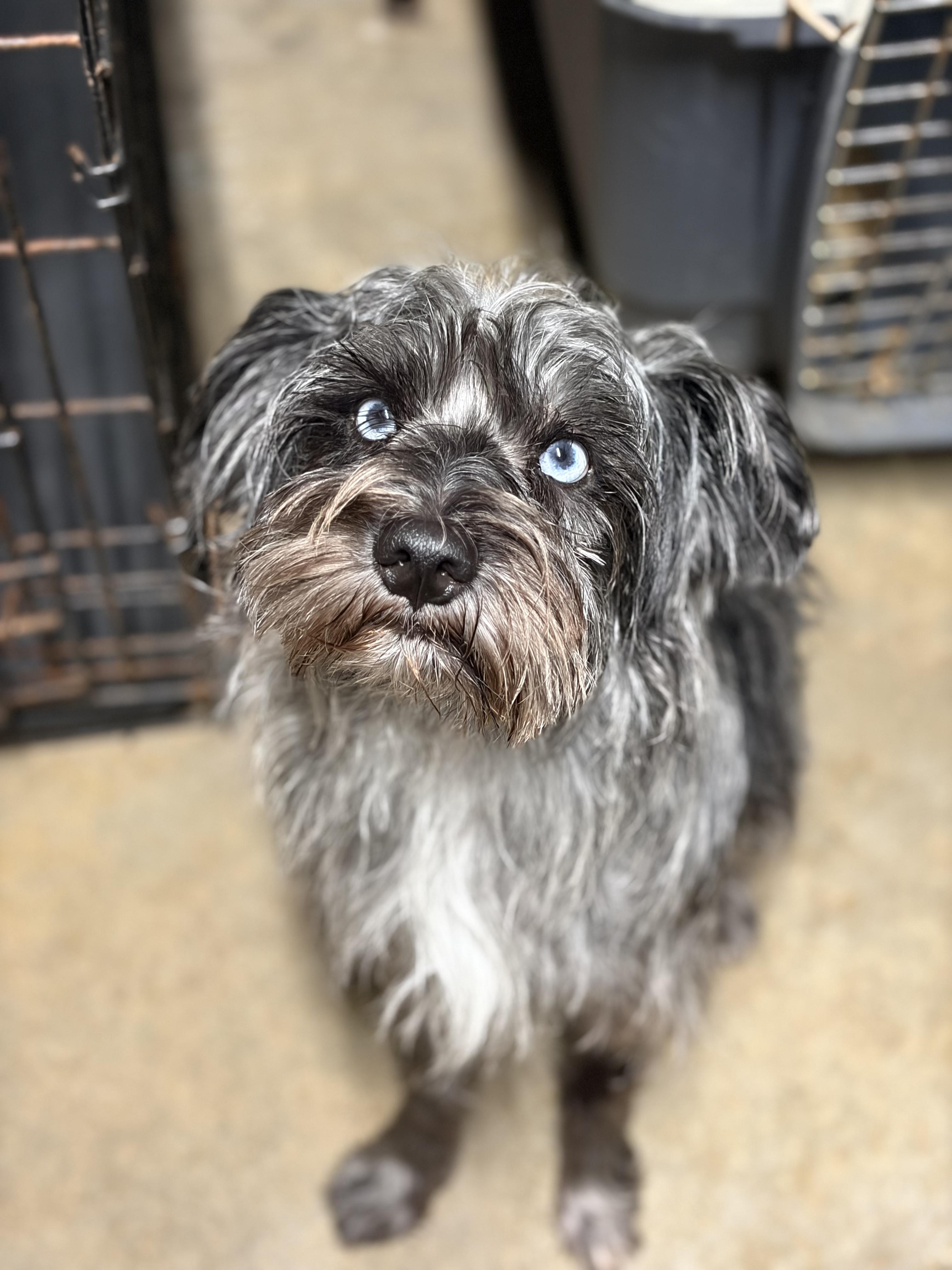 Gerard, a Adoptable mixed breed in Covington, LA image 2/3