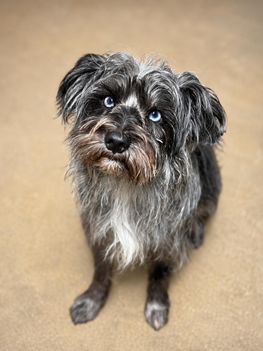 Gerard, a Adoptable mixed breed in Covington, LA image 1/3