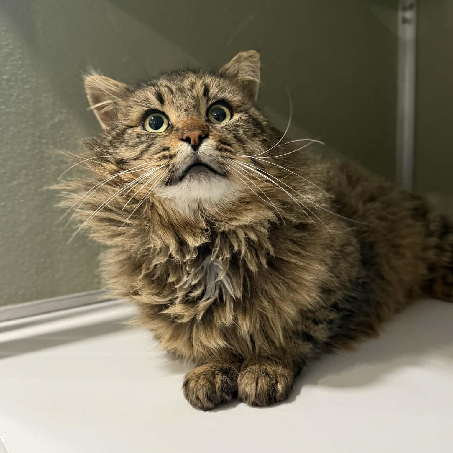 Conrad, ADOPTABLE, Adult Male Domestic Long Hair & Maine Coon.