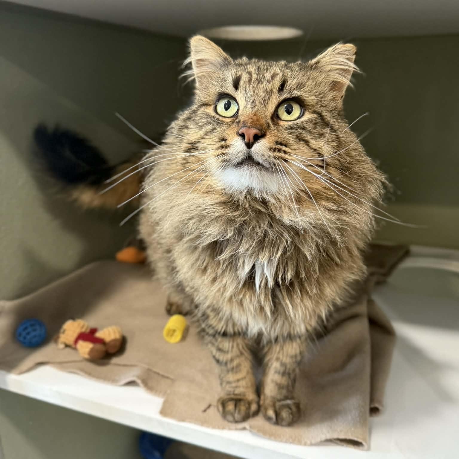Conrad, ADOPTABLE, Adult Male Domestic Long Hair & Maine Coon.